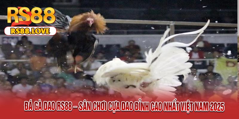 Đá Gà Dao RS88 – Sân Chơi Cựa Dao Đỉnh Cao Nhất Việt Nam 2025