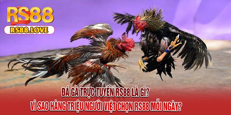 Đá Gà Trực Tuyến RS88 Là Gì? Vì Sao Hàng Triệu Người Việt Chọn RS88 Mỗi Ngày?
