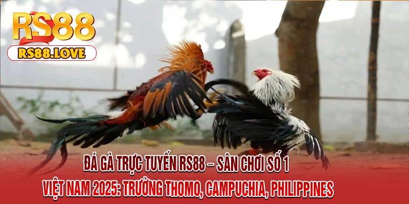 Đá Gà Trực Tuyến RS88 – Sân Chơi Số 1 Việt Nam 2025: Trường Thomo, Campuchia, Philippines