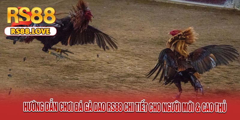 Hướng Dẫn Chơi Đá Gà Dao RS88 Chi Tiết Cho Người Mới & Cao Thủ