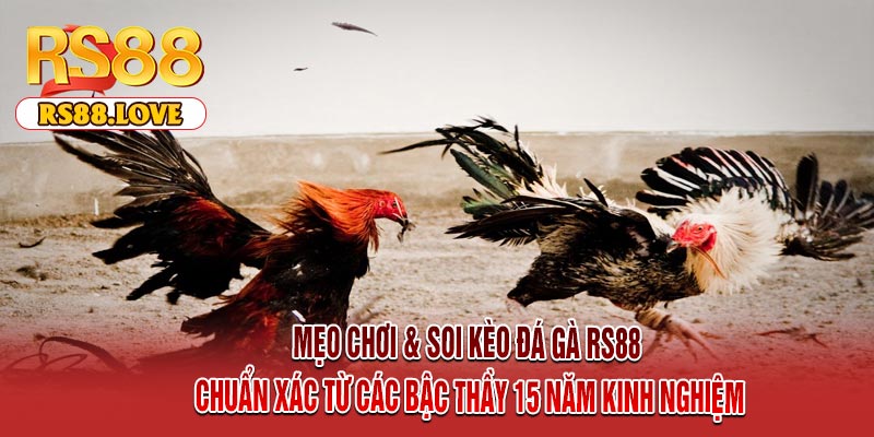 Mẹo Chơi & Soi Kèo Đá Gà RS88 Chuẩn Xác Từ Các Bậc Thầy 15 Năm Kinh Nghiệm