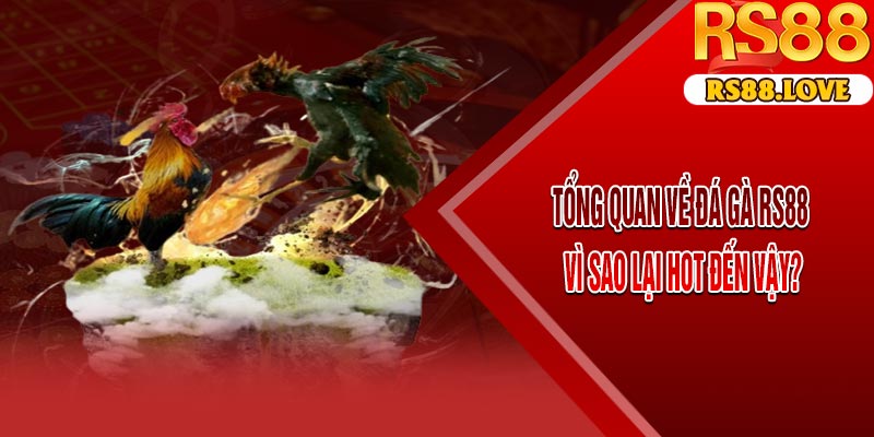 Tổng Quan Về Đá Gà RS88 – Vì Sao Lại Hot Đến Vậy?