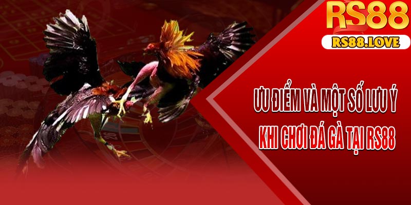 Ưu Điểm Và Một Số Lưu Ý Khi Chơi Đá Gà Tại RS88